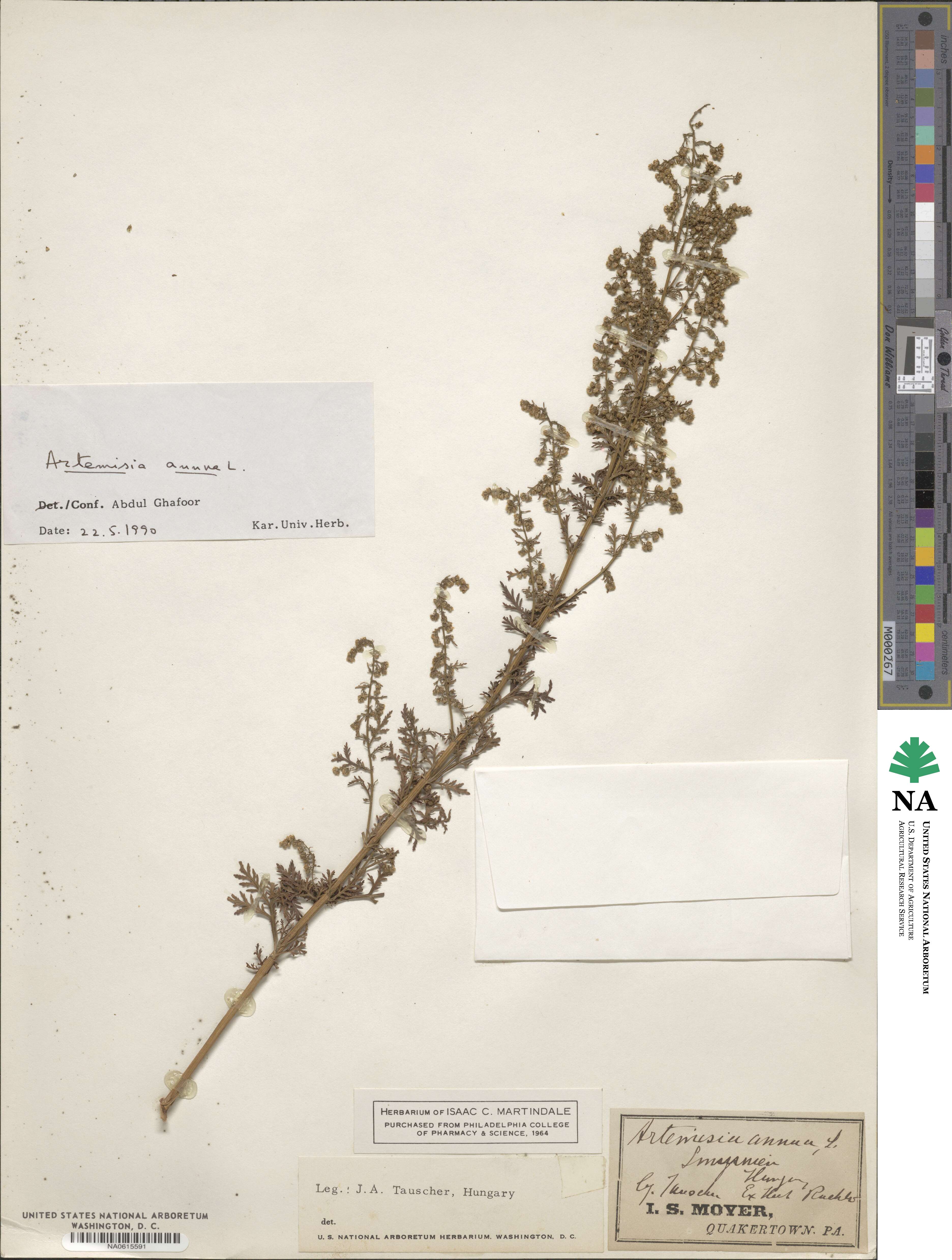 Artemisia annua image