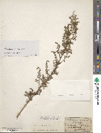 Artemisia annua image