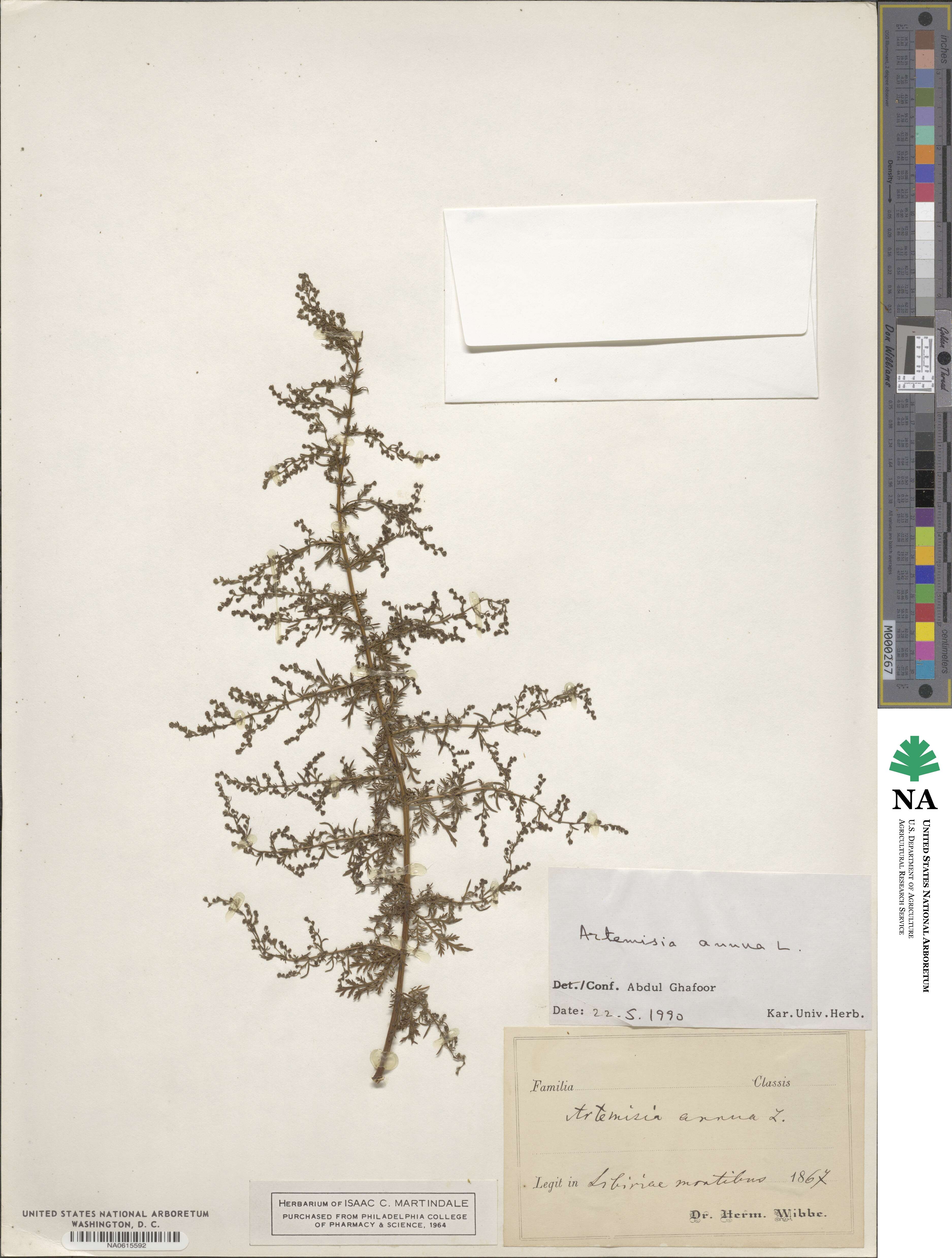 Artemisia annua image