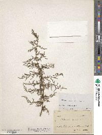 Artemisia annua image