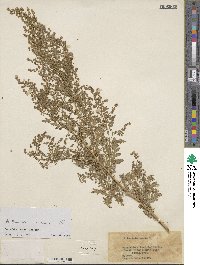 Artemisia annua image