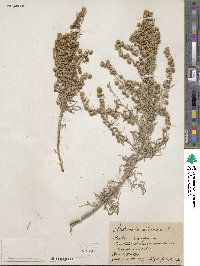 Artemisia arborescens image