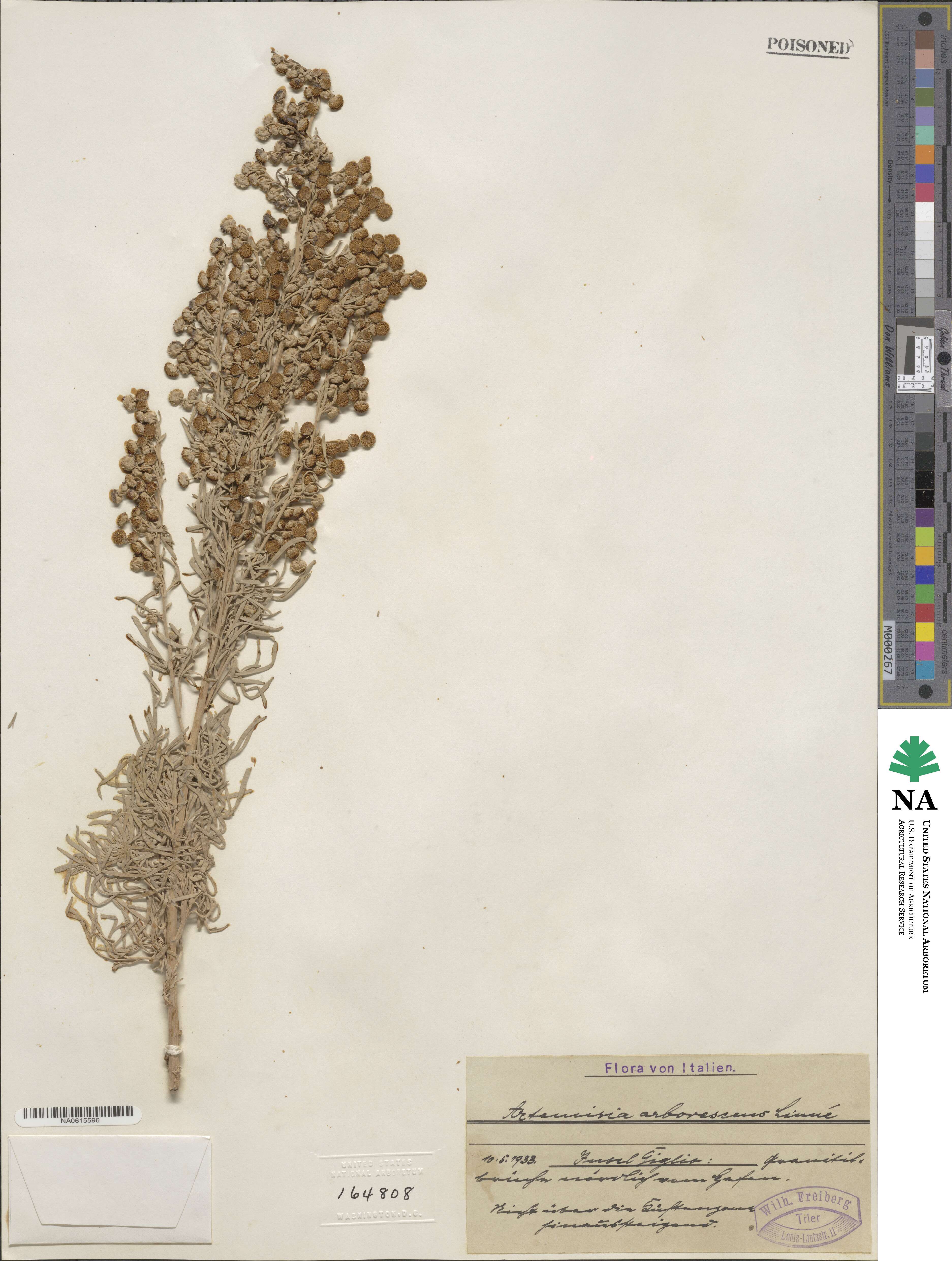 Artemisia arborescens image