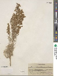 Artemisia arborescens image