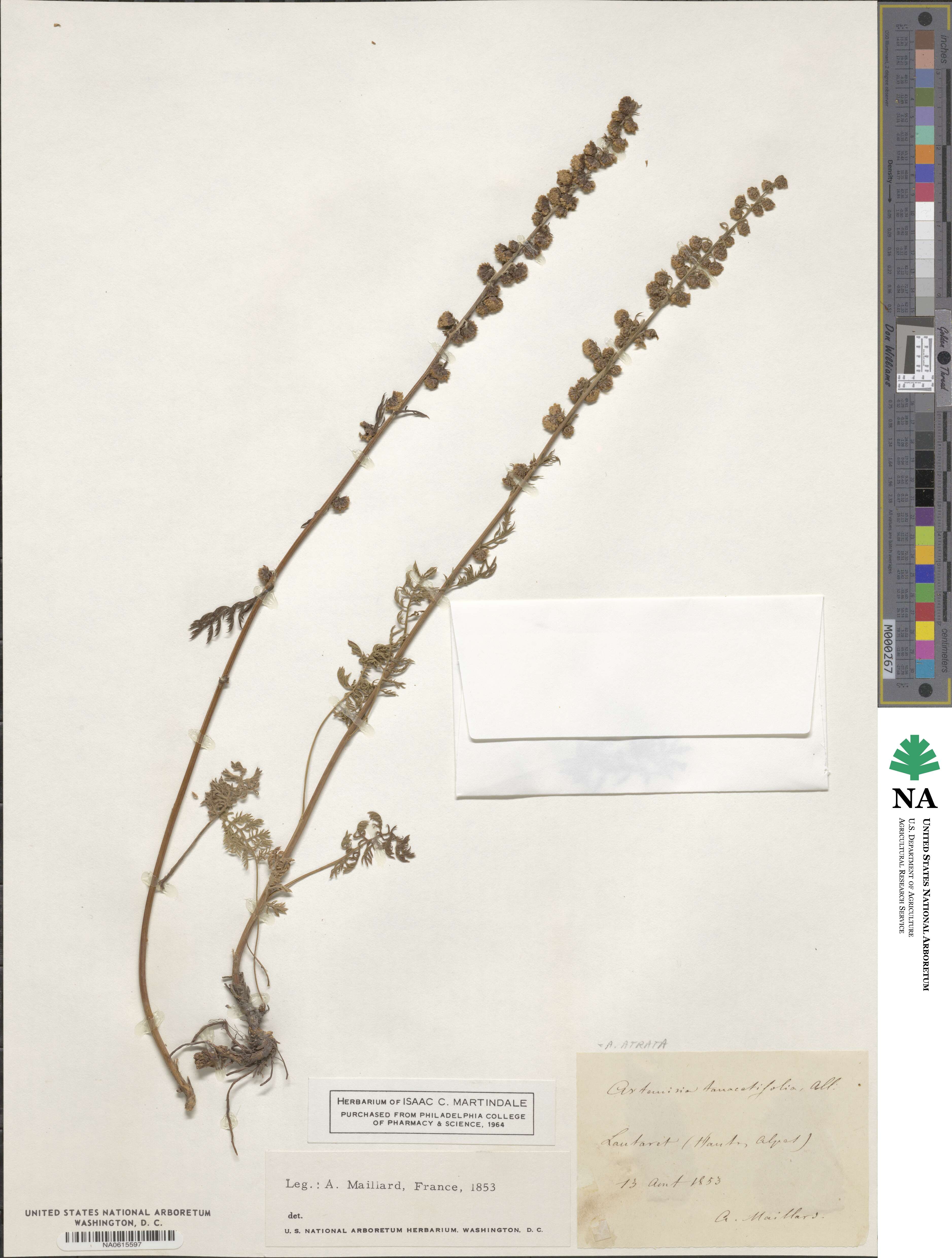 Artemisia atrata image