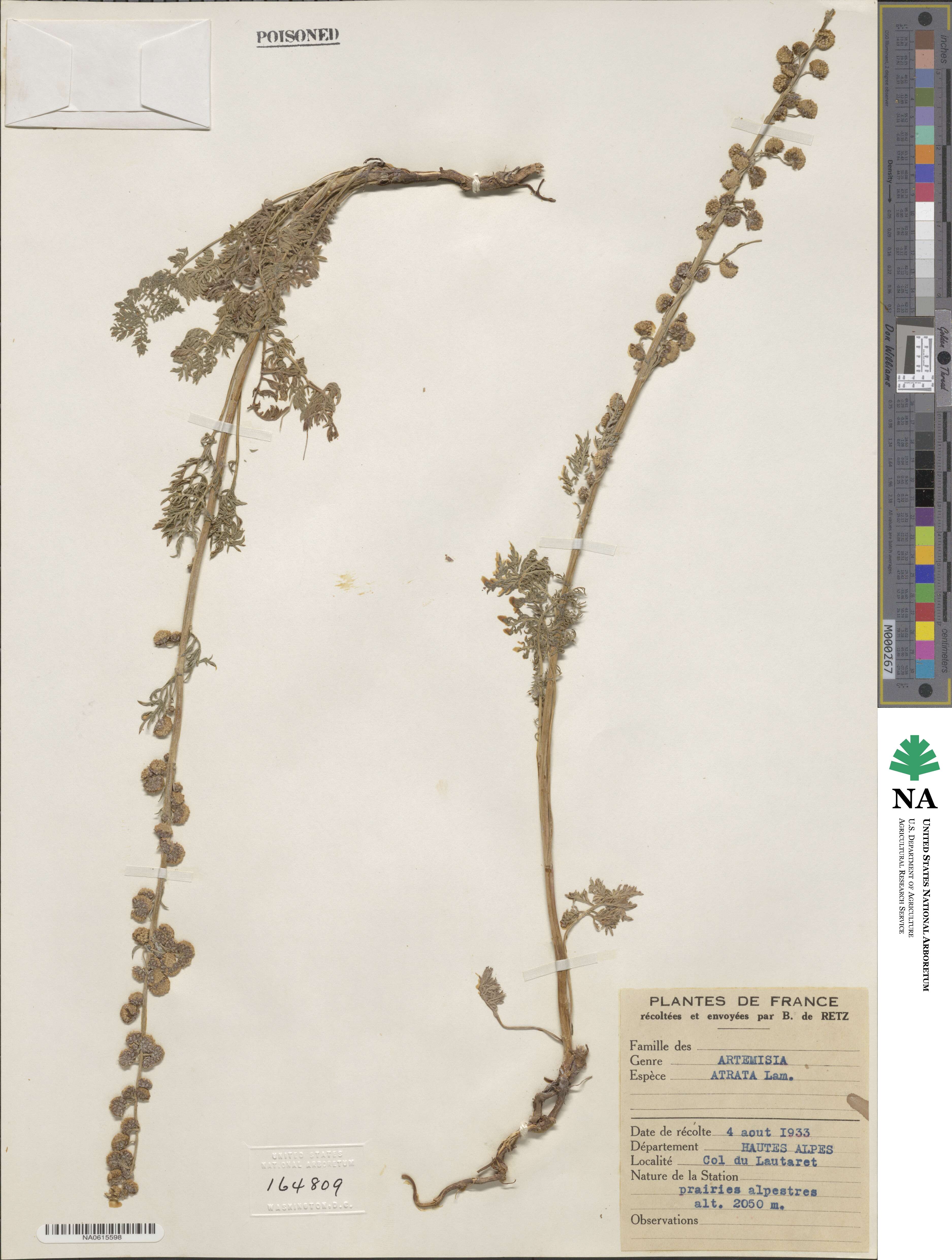 Artemisia atrata image