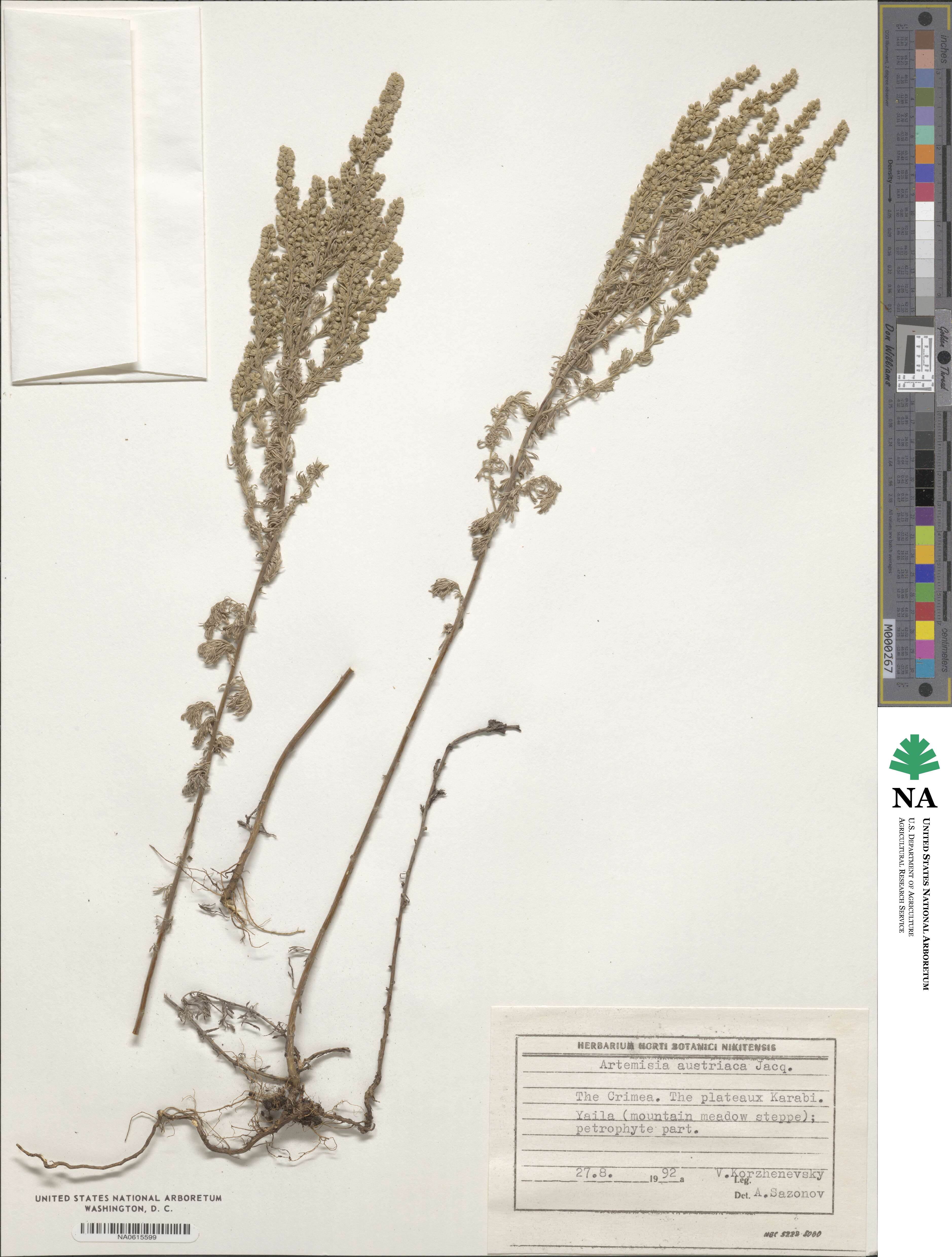 Artemisia austriaca image