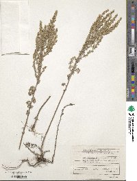 Artemisia austriaca image