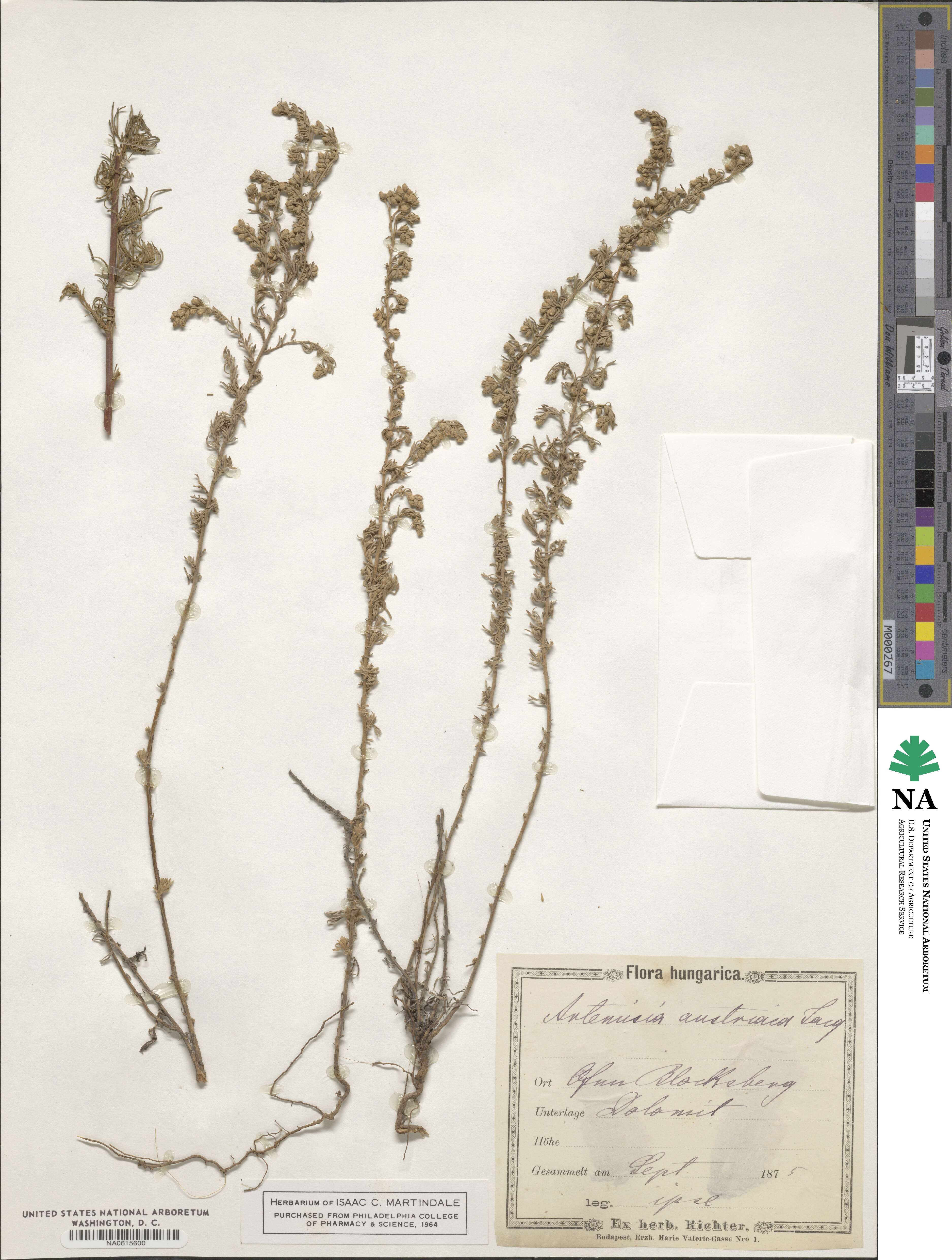 Artemisia austriaca image