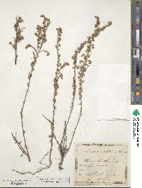 Artemisia austriaca image