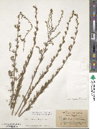 Artemisia austriaca image