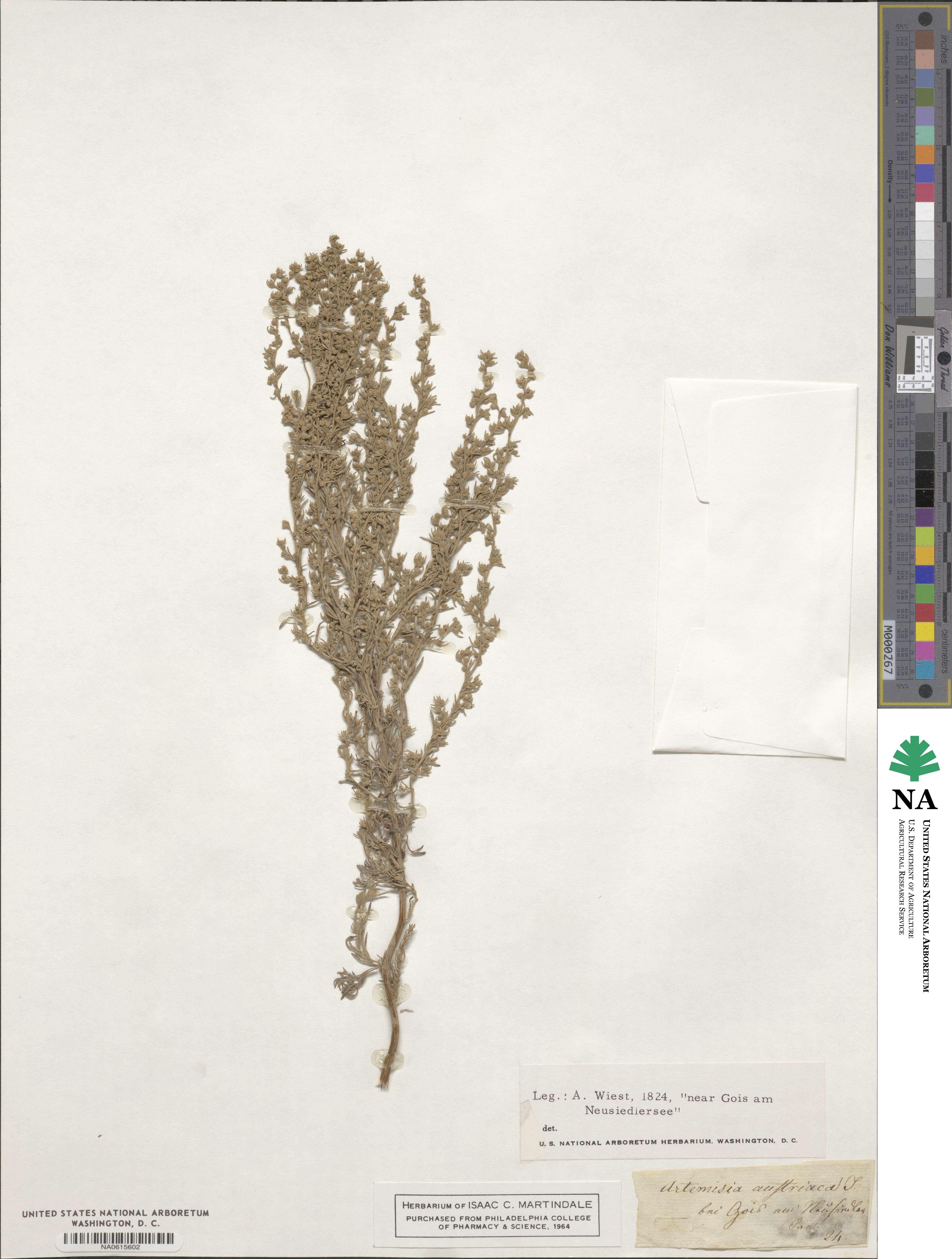 Artemisia austriaca image