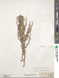 Artemisia austriaca image