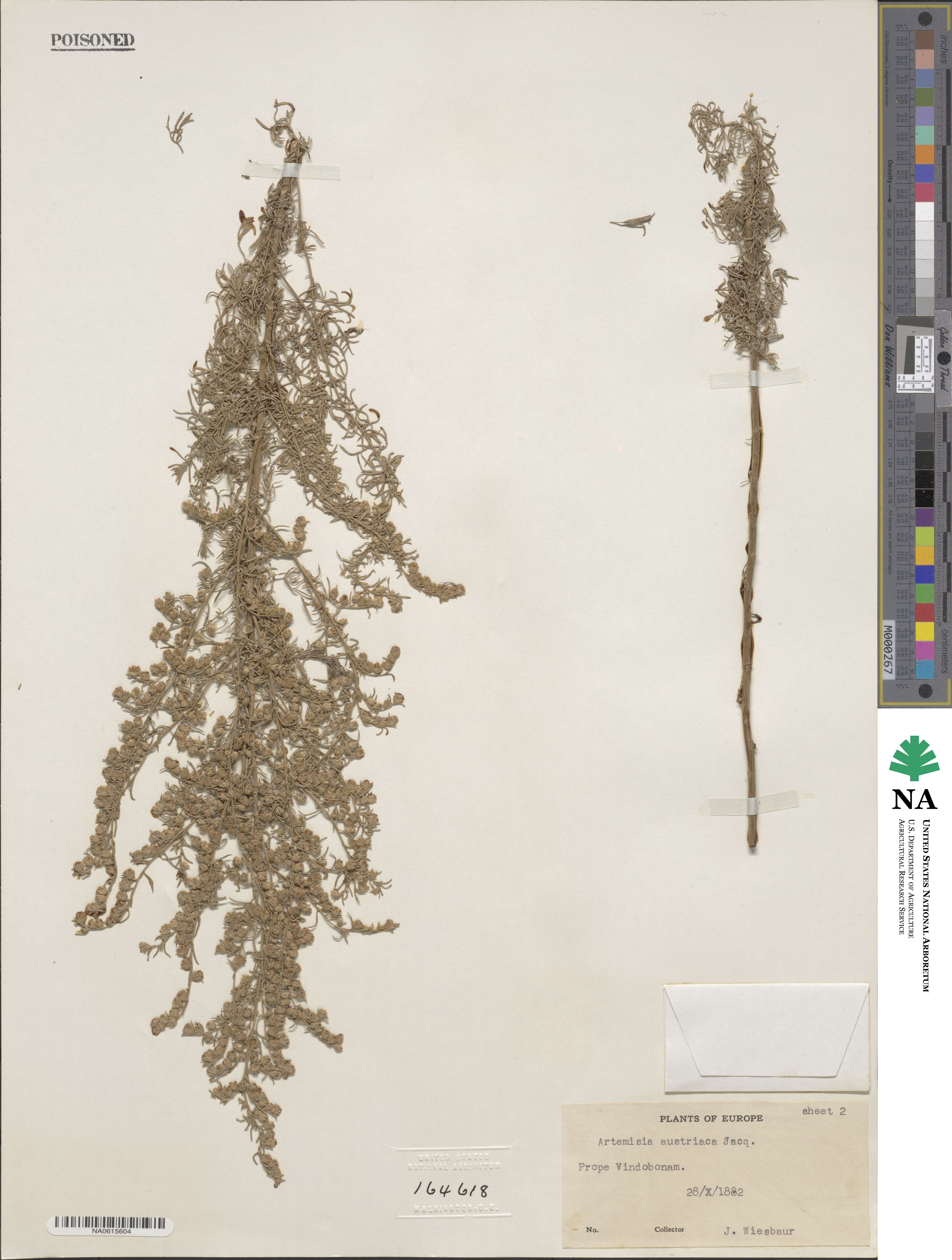 Artemisia austriaca image