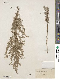 Artemisia austriaca image