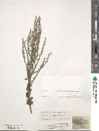 Artemisia caerulescens subsp. gallica image