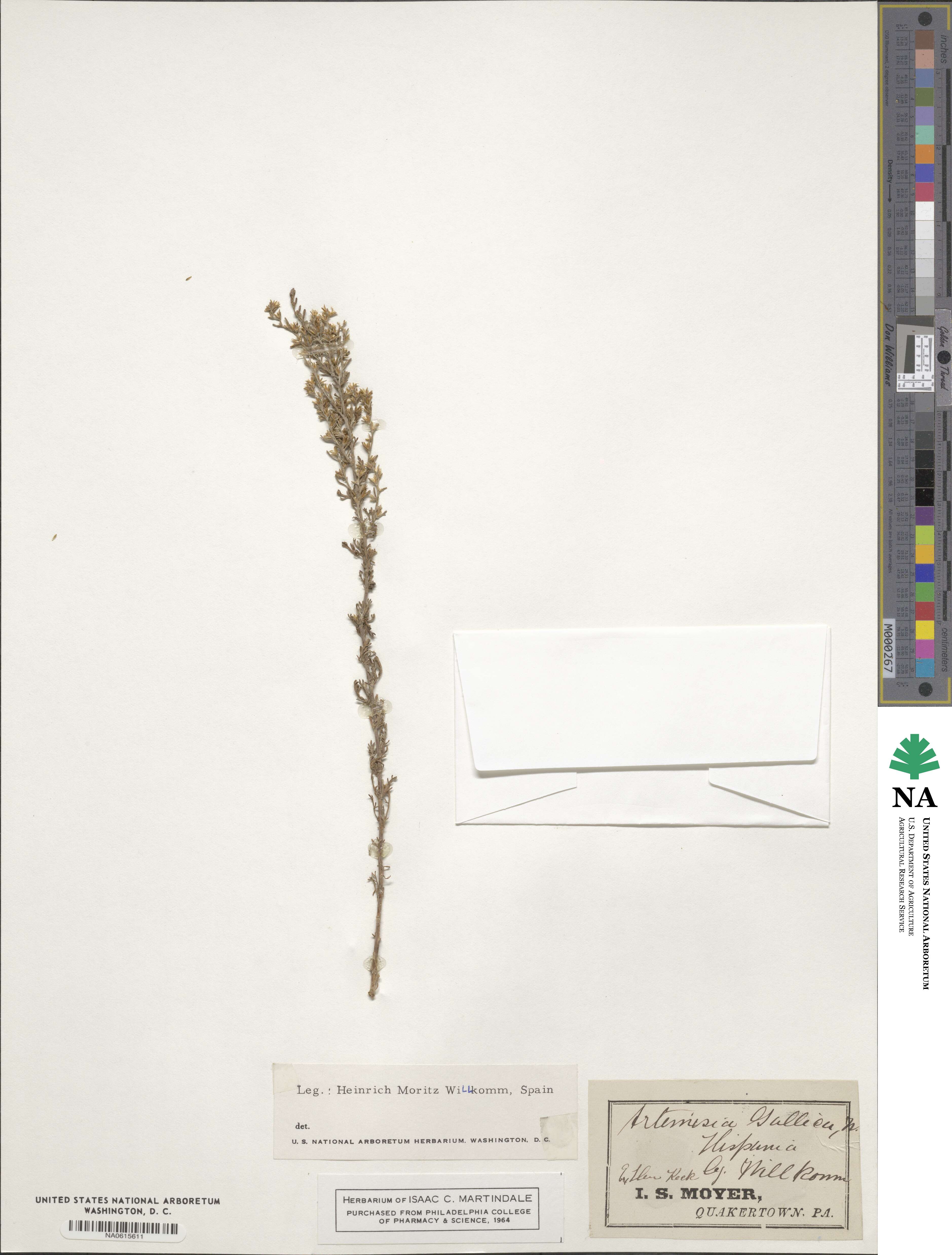 Artemisia caerulescens subsp. gallica image