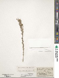 Artemisia caerulescens subsp. gallica image