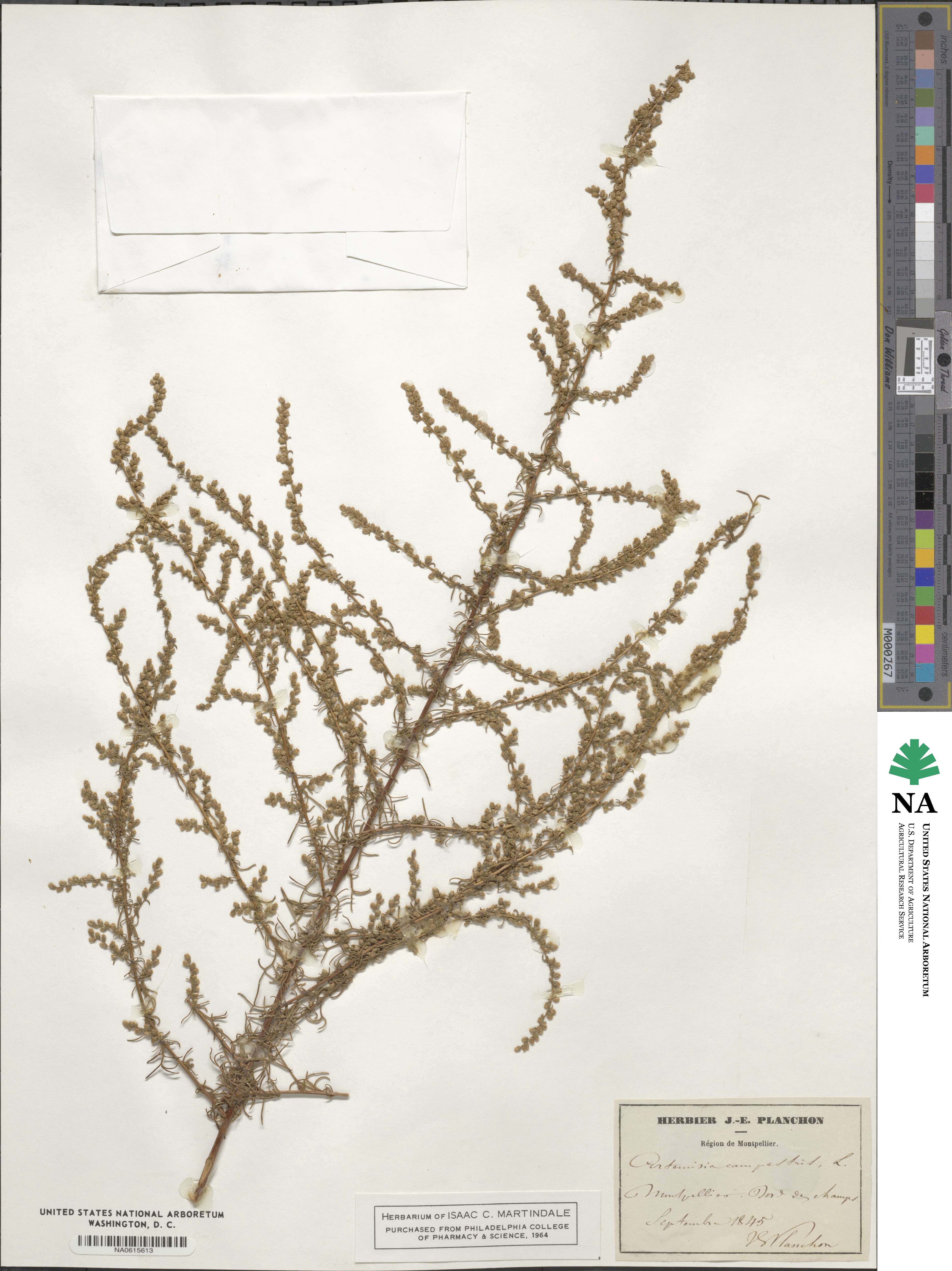 Artemisia campestris image