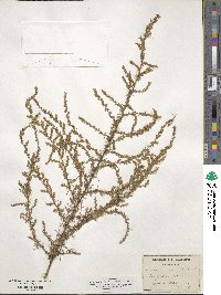 Artemisia campestris image