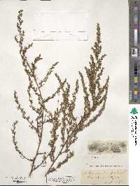 Artemisia campestris image