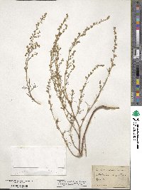 Artemisia campestris image