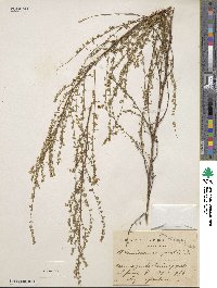 Artemisia campestris image