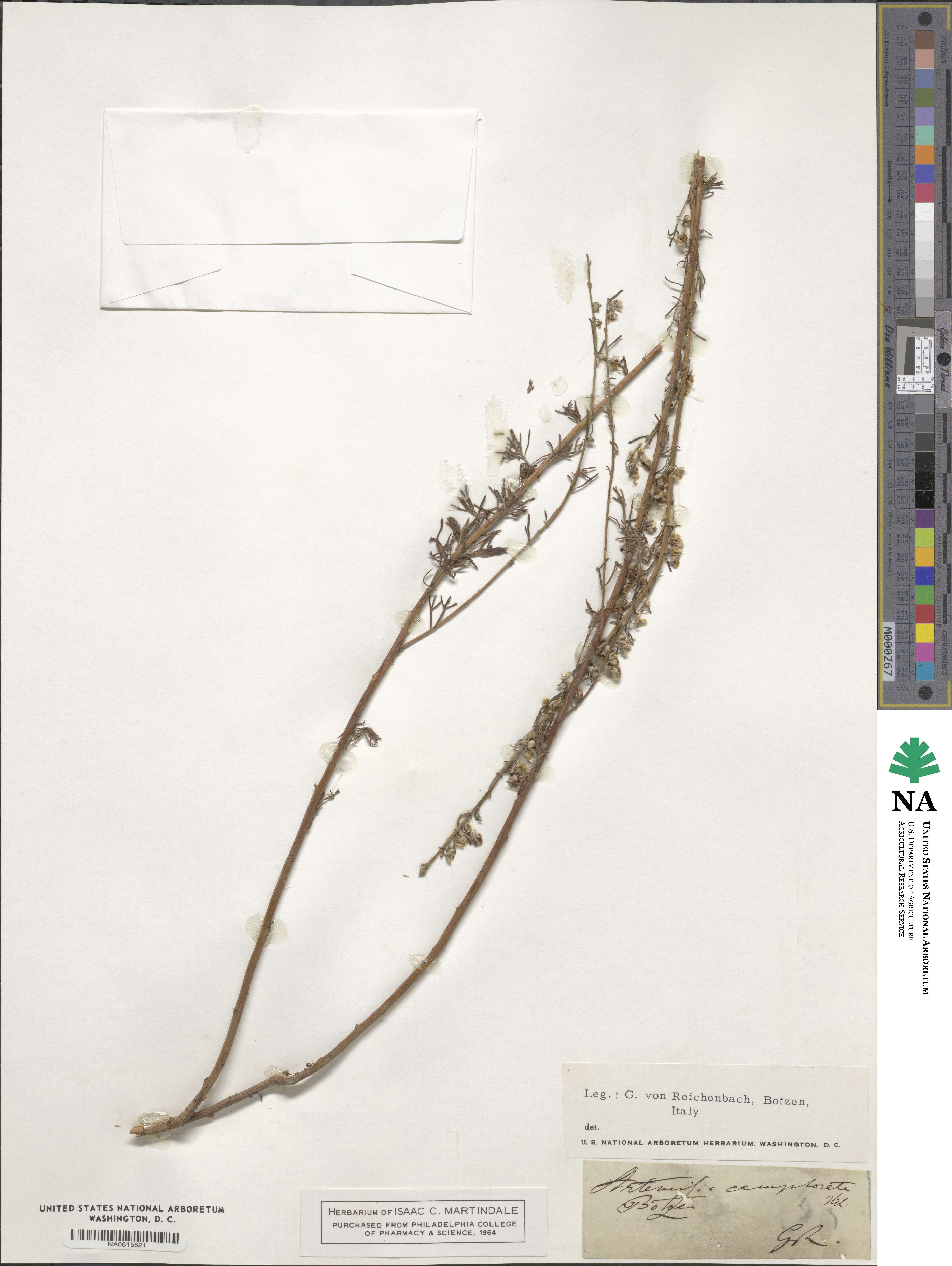 Artemisia alba subsp. alba image