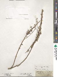 Artemisia alba subsp. alba image