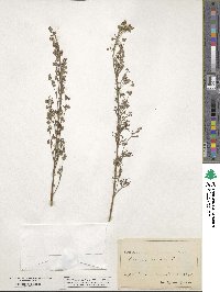 Artemisia alba subsp. alba image