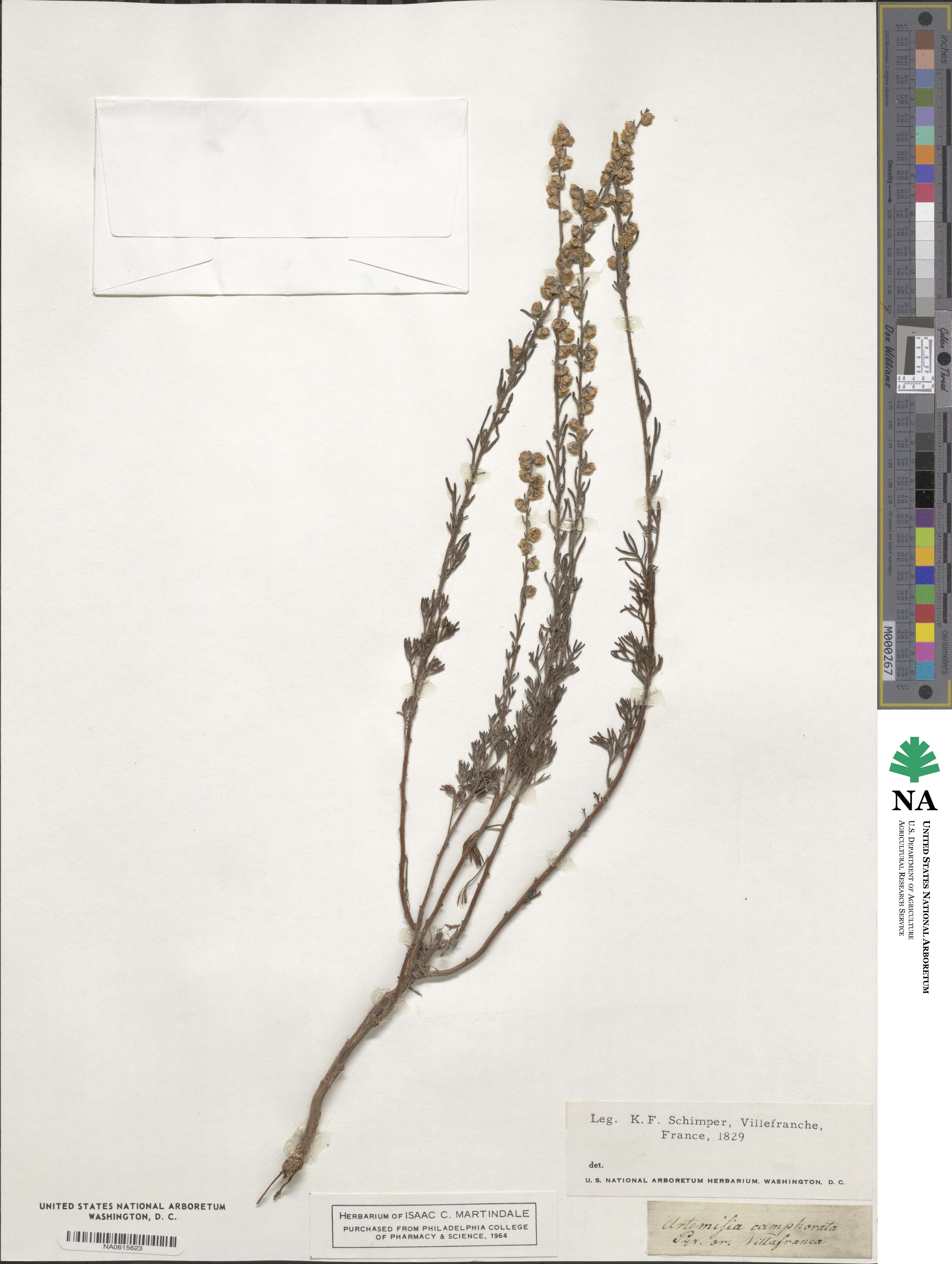 Artemisia alba subsp. alba image