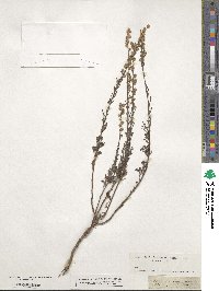 Artemisia alba subsp. alba image