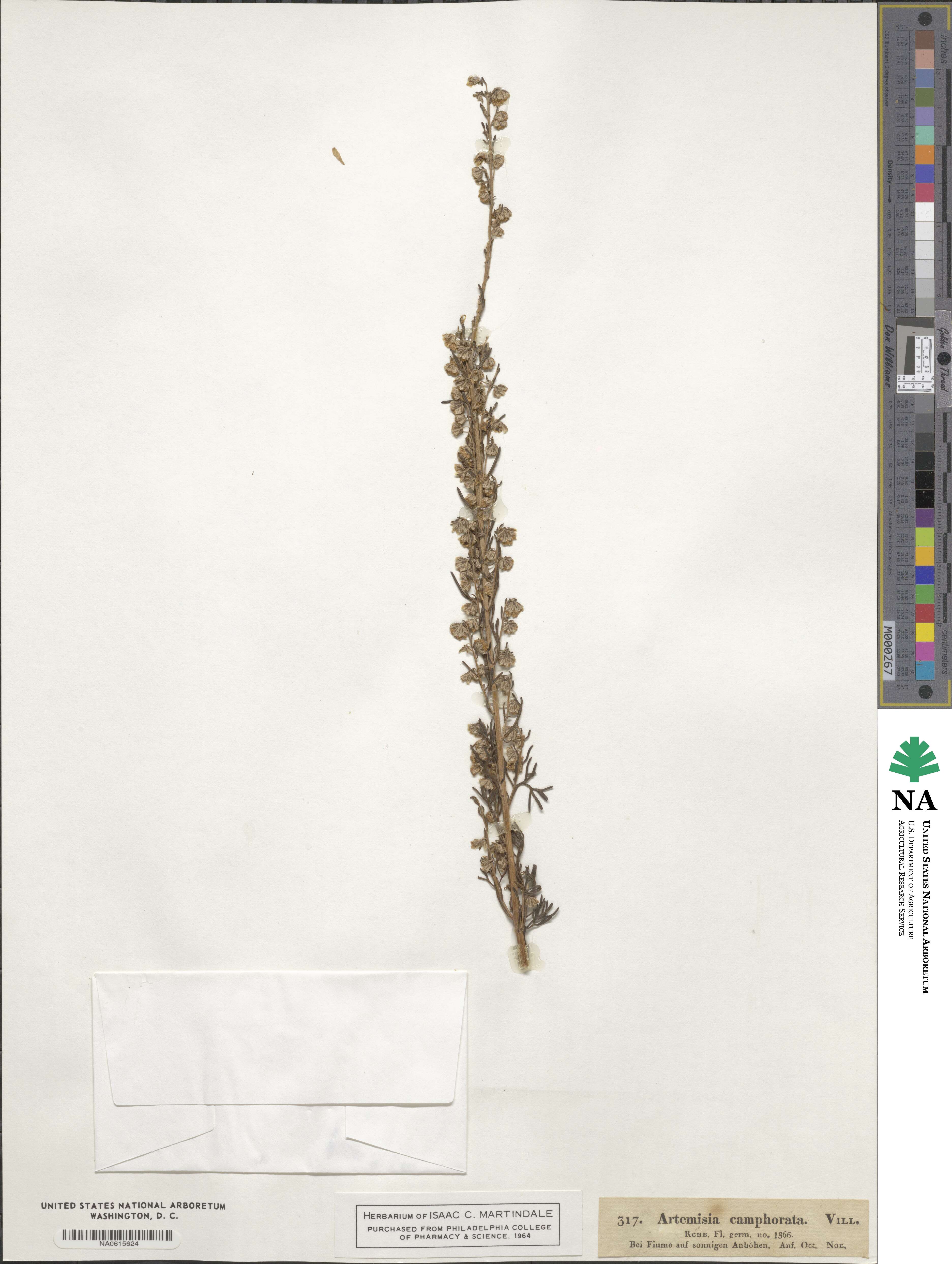 Artemisia alba subsp. alba image