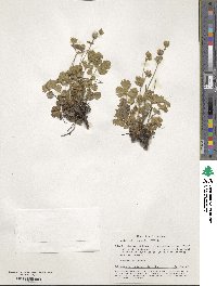 Artemisia alpina image