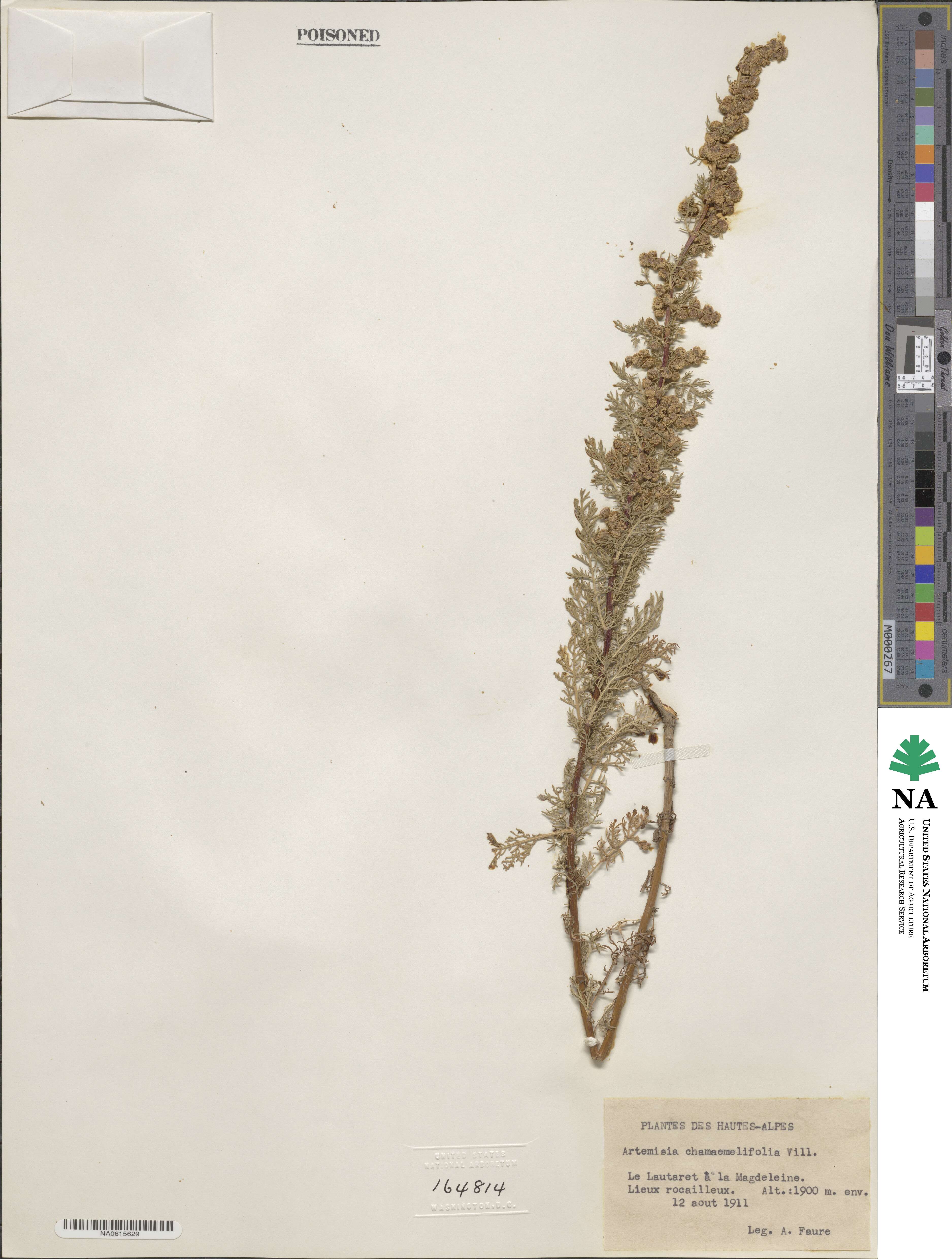 Artemisia chamaemelifolia image