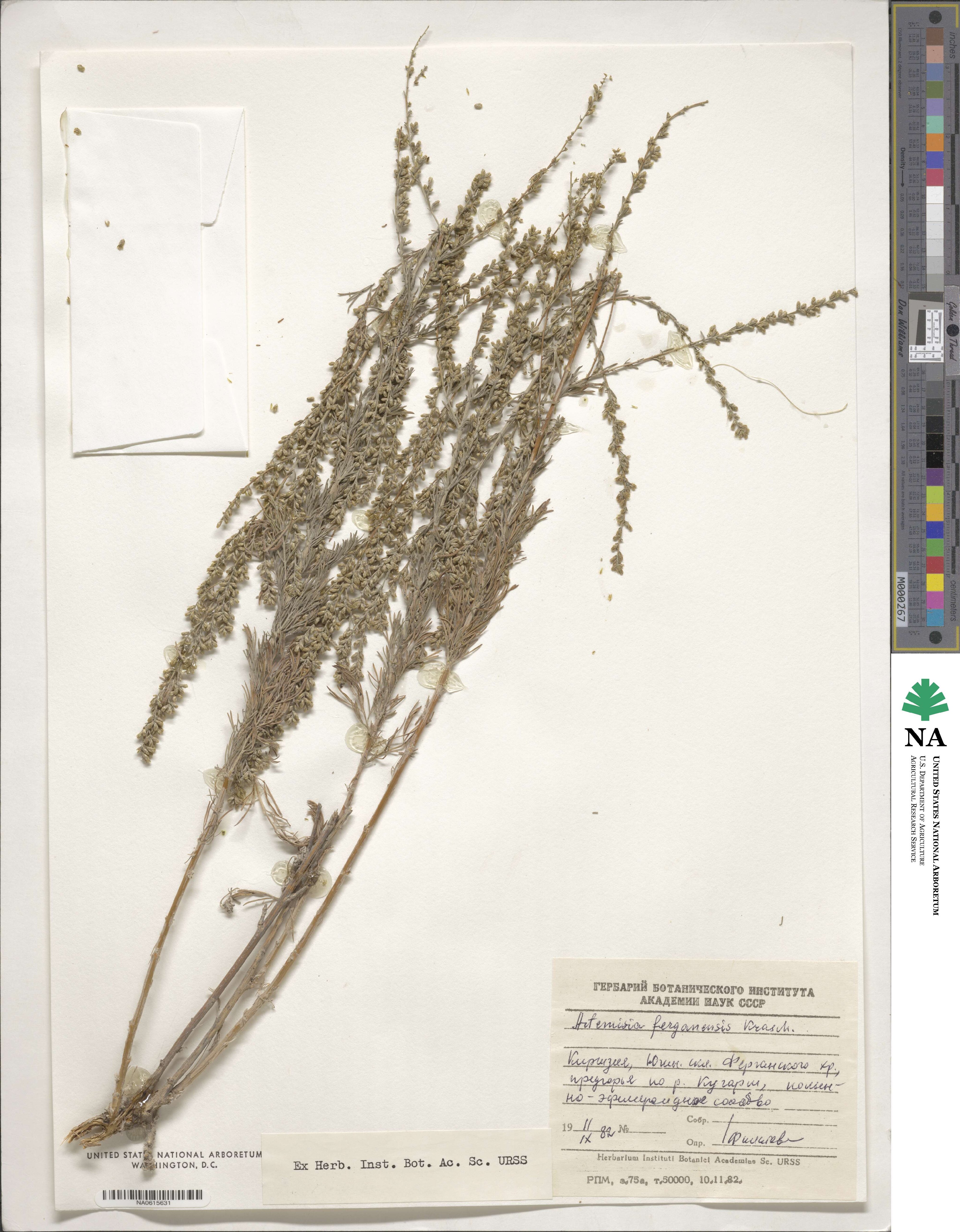 Artemisia ferganensis image