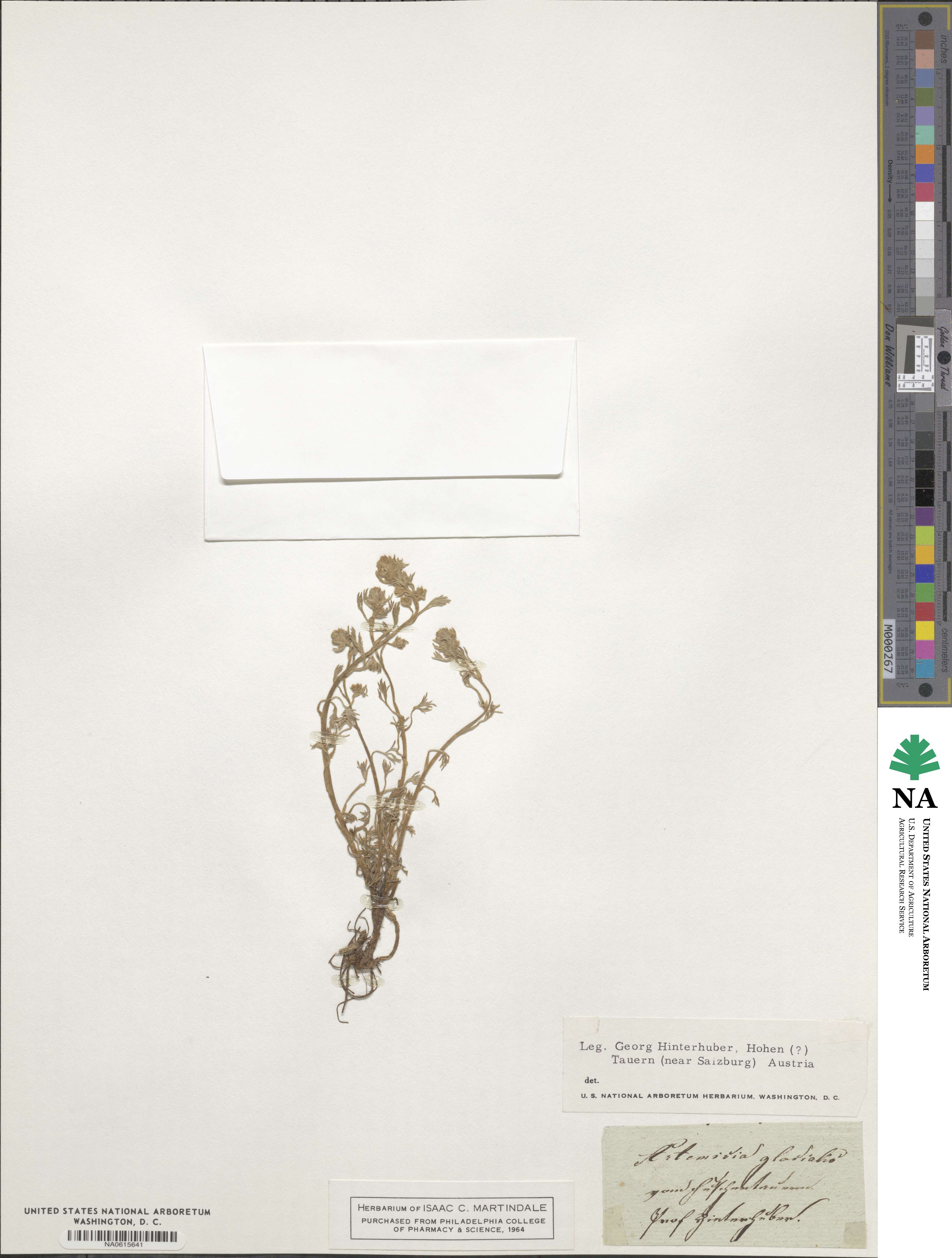 Artemisia glacialis image