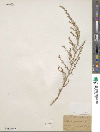 Artemisia campestris subsp. campestris image