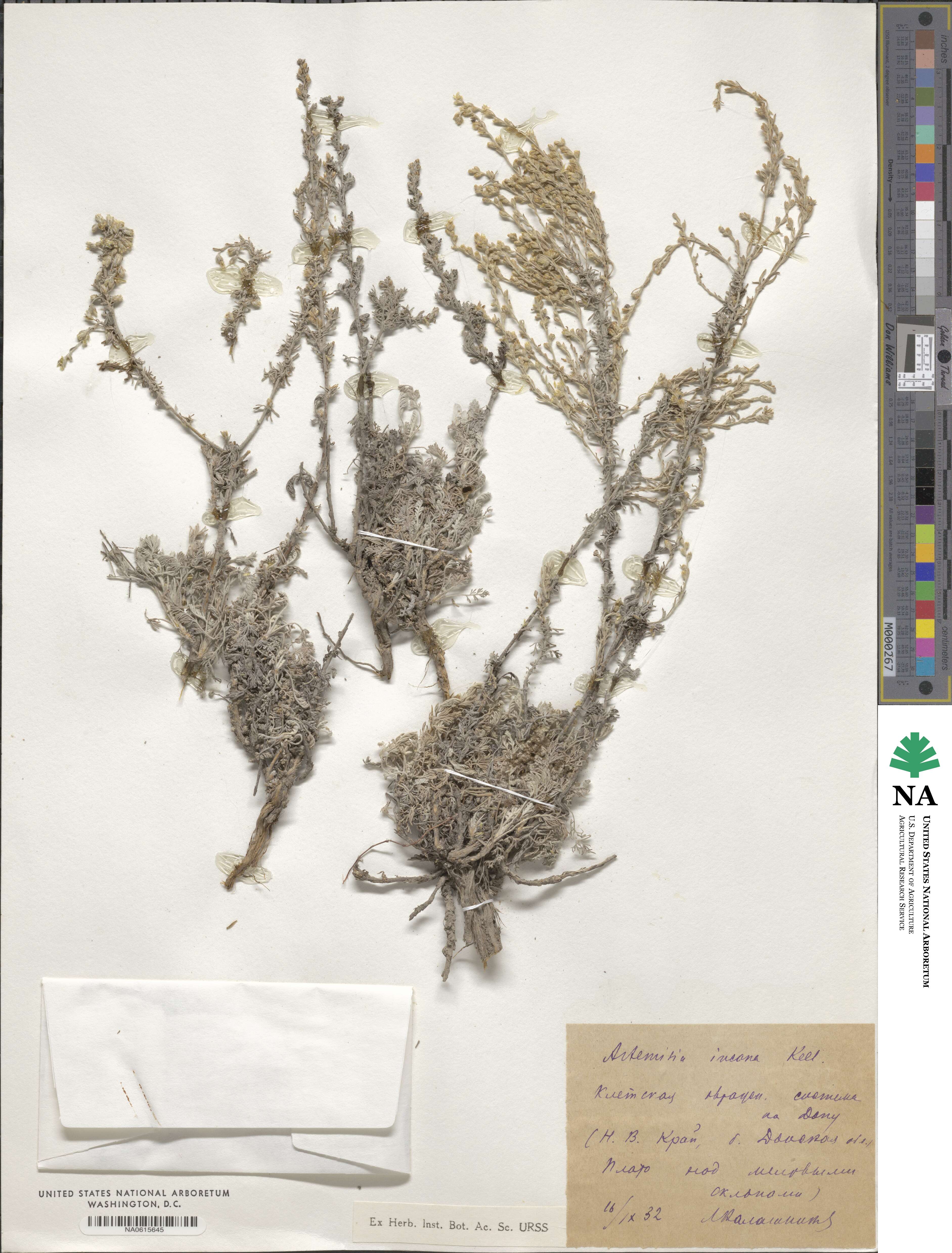 Artemisia incana image