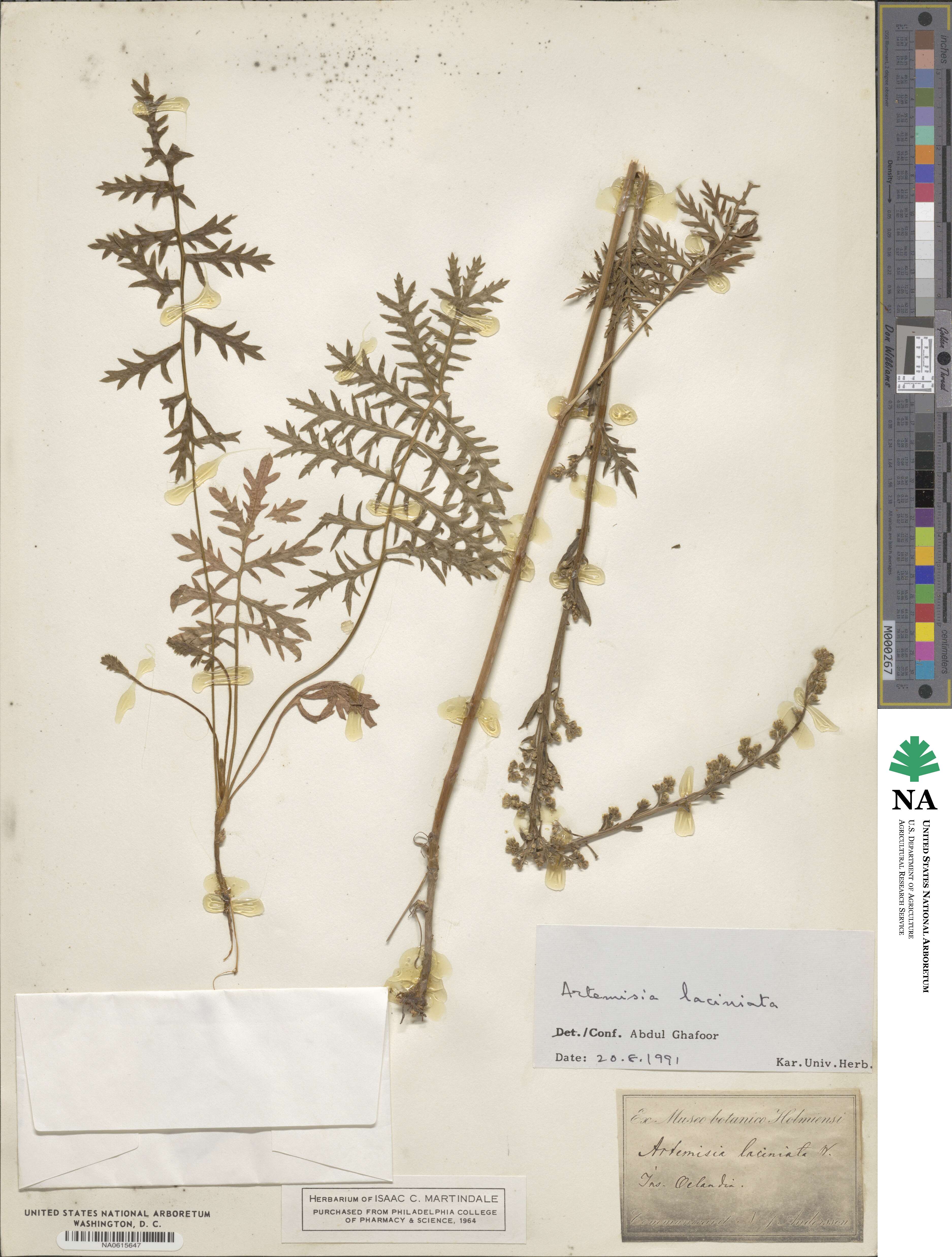 Artemisia laciniata image