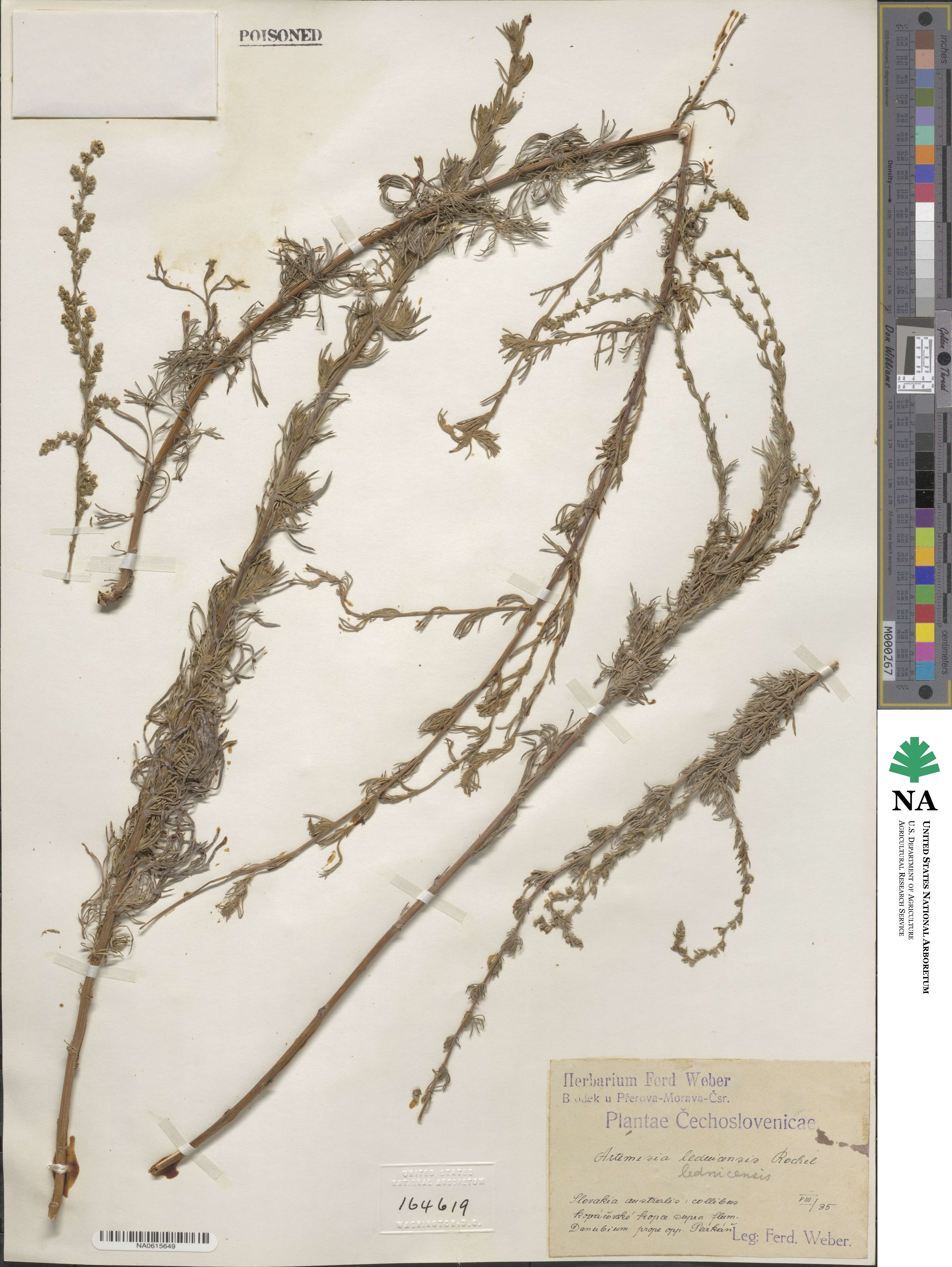 Artemisia campestris subsp. lednicensis image