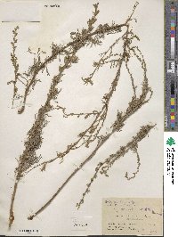 Artemisia campestris subsp. lednicensis image