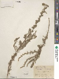 Artemisia campestris subsp. lednicensis image