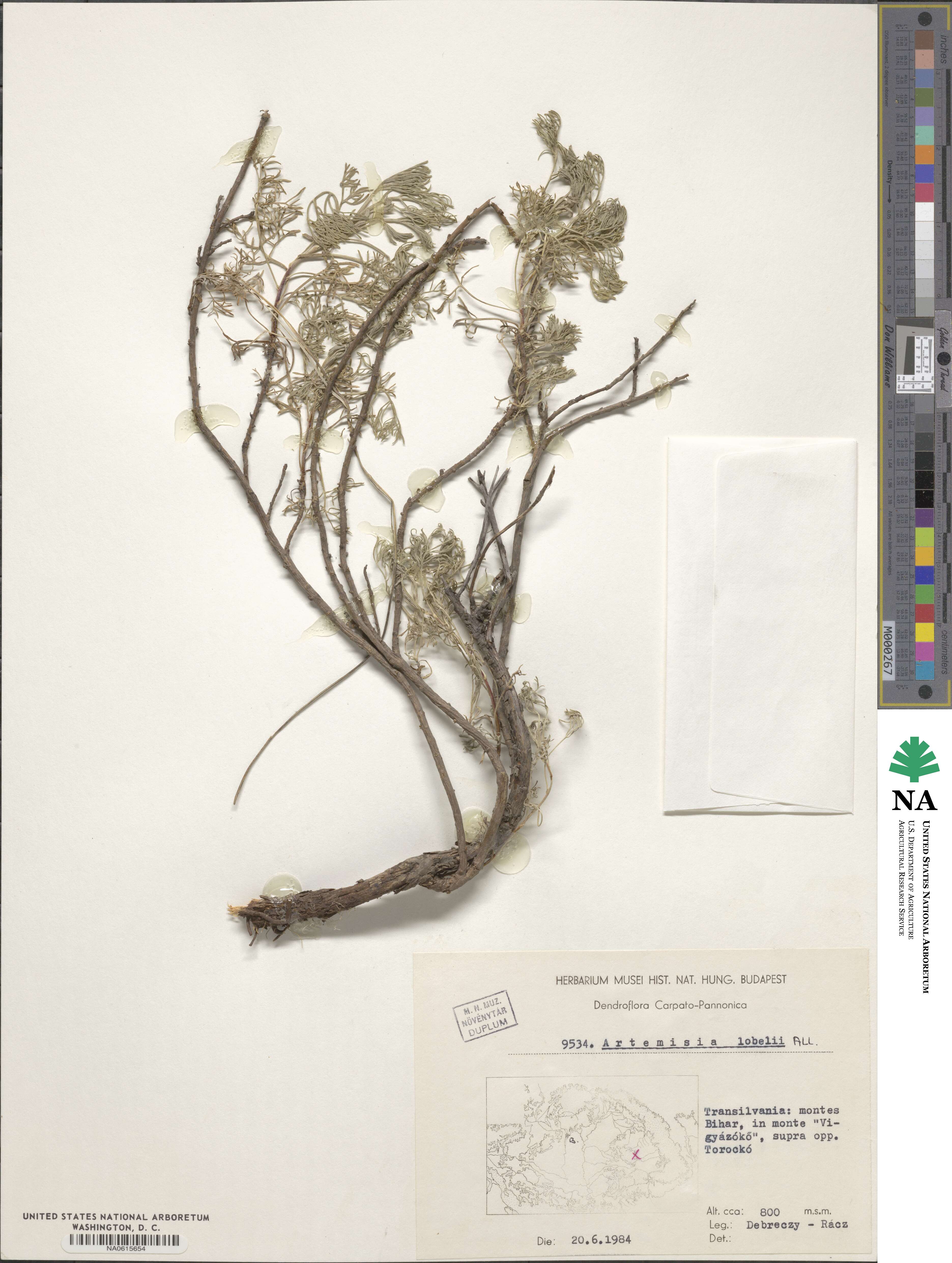 Artemisia alba image