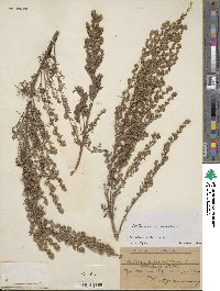 Artemisia maritima image