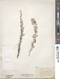 Artemisia maritima image