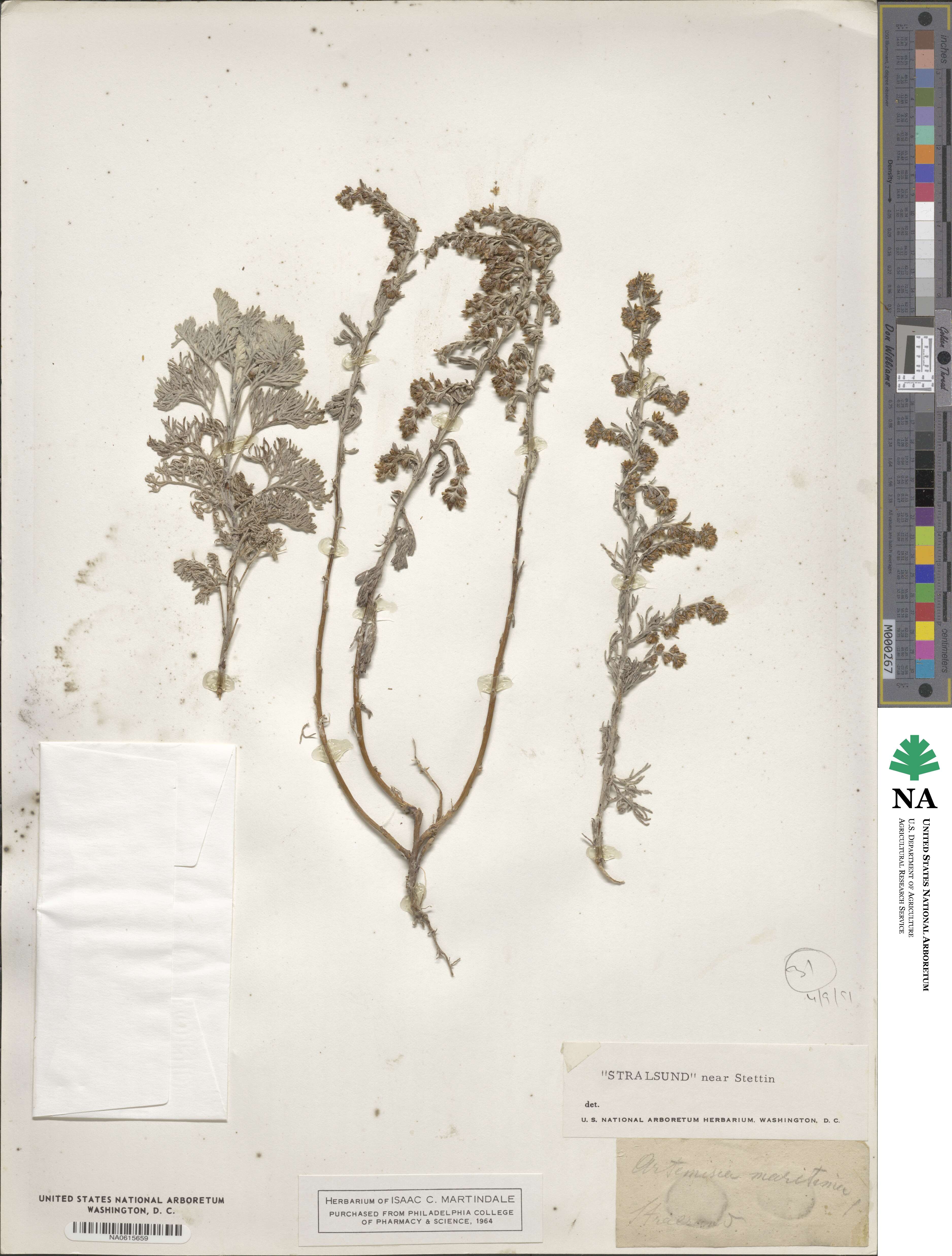 Artemisia maritima image