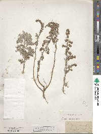 Artemisia maritima image