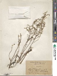 Artemisia maritima image