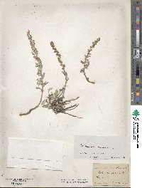 Artemisia maritima image